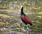 Verschiedene Wasservögel  sind in grosser Zahl am New River heimisch