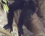 Junger und daher sehr neugieriger Brüllaffe in Lamanai. Bestaunt der Tourist den Affen, oder umgekehrt?