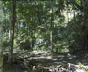 Der grösste Teil der Strukturen Tikals ist noch vom Dschungel überwuchert