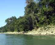 Der dichte Dschungel reicht bis an Ufer des Usumacinta